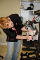 Pet Grooming Guilford Connecticut